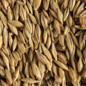Barley