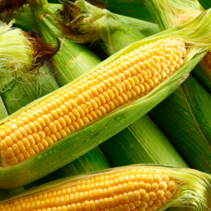 Indian Yellow Maize